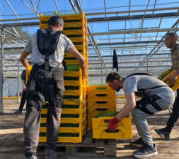 IP19-GOBIO-utilisation-de-l'exosquelette-par-des-maraichers photo-IP19-GOBIO-utilisation-de-l'exosquelette-par-des-maraichers