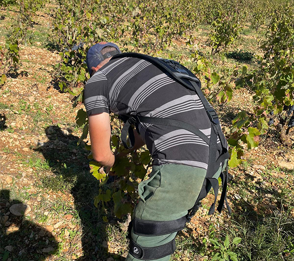 IP19-GOBIO-utilisation-de-l'exosquelette-pour-les-vendanges photo-IP19-GOBIO-utilisation-de-l'exosquelette-pour-les-vendanges